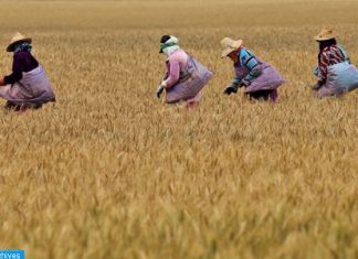 Campagne céréalière 2019-2020: Une production définitive de 32 Mqx