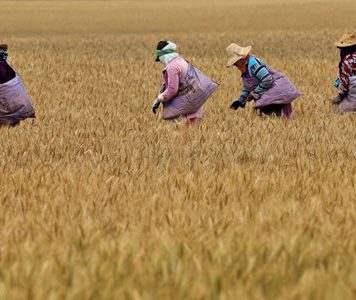 Campagne céréalière 2019-2020: Une production définitive de 32 Mqx