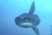 Un poisson colossal de 2 tonnes pêché au large du Maroc