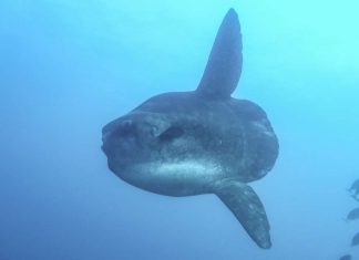 Un poisson colossal de 2 tonnes pêché au large du Maroc
