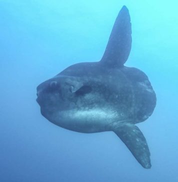 Un poisson colossal de 2 tonnes pêché au large du Maroc