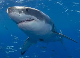 Australie: un homme porté disparu suite à une attaque de requins