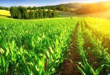 Agriculture. « un bilan très positif » pour la région du Gharb en 2021