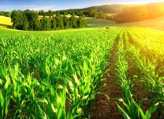 Agriculture. « un bilan très positif » pour la région du Gharb en 2021