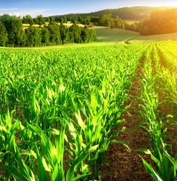 Agriculture. « un bilan très positif » pour la région du Gharb en 2021