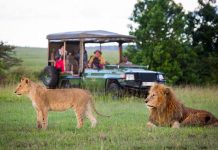 Le Kenya décroche le titre de « Meilleure destination de safari au monde »