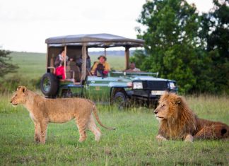 Le Kenya décroche le titre de « Meilleure destination de safari au monde »