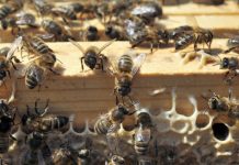 Le Maroc mise gros pour protéger ses abeilles