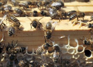 La mise au point de l’ONSSA au sujet de l’effondrement des colonies d’abeilles