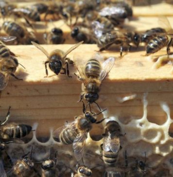 Le Maroc mise gros pour protéger ses abeilles