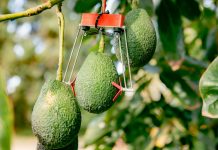« Smart Agriculture », une nouvelle technologie israélienne au profit de l’agriculture marocaine