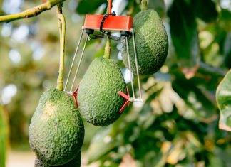 « Smart Agriculture », une nouvelle technologie israélienne au profit de l’agriculture marocaine
