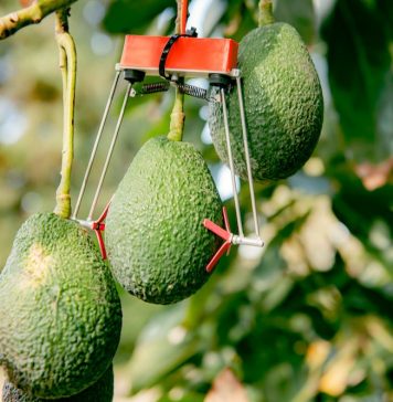 « Smart Agriculture », une nouvelle technologie israélienne au profit de l’agriculture marocaine