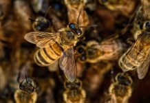 Effondrement des colonies d’abeilles. Les explications du ministre sadiki