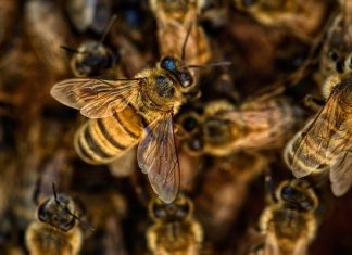 Effondrement des colonies d’abeilles. Les explications du ministre sadiki