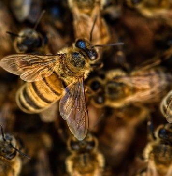 Effondrement des colonies d’abeilles. Les explications du ministre sadiki