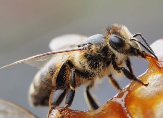 Miel. Le Maroc a produit 7 500 tonnes en 2021 (Baitas)