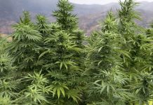 Voici les régions autorisées à cultiver et produire le cannabis au Maroc
