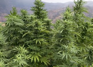 Voici les régions autorisées à cultiver et produire le cannabis au Maroc