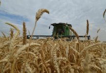 Le Maroc profite de l’accalmie mondiale sur les céréales Le Maroc profite de l'accalmie mondiale sur les céréales