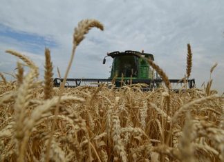 Ministère de l’Agriculture. La production céréalière prévisionnelle estimée à 32 Mqx