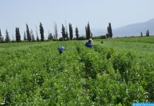 Agriculture. Le secteur des oléagineux en chiffres