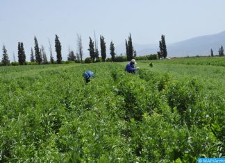 Agriculture. Le secteur des oléagineux en chiffres