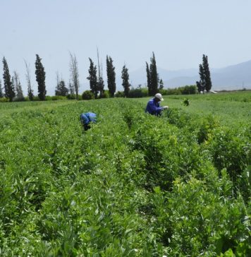Agriculture. Le secteur des oléagineux en chiffres