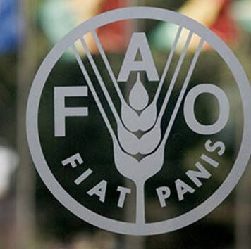 HCP et FAO lancent la Table marocaine de composition des aliments HCP et FAO lancent la Table marocaine de composition des aliments