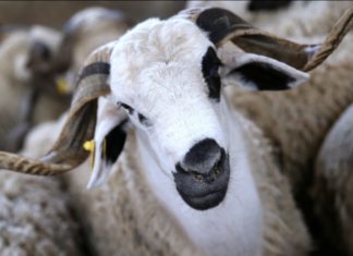 Le cheptel marocain se trouve dans un bon état sanitaire