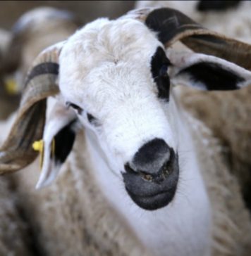 Le cheptel marocain se trouve dans un bon état sanitaire