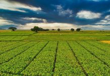 Agriculture : Les cultures de printemps s’annoncent bonnes