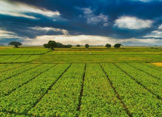 Agriculture : Les cultures de printemps s’annoncent bonnes