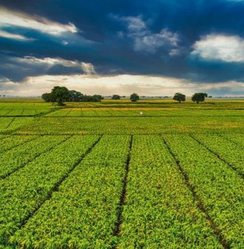 Agriculture : Les cultures de printemps s’annoncent bonnes