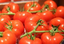 Tomates : le Maroc grimpe sur le podium mondial des exportateurs Tomates marocaines. La France achète, réexporte et en profite pleinement