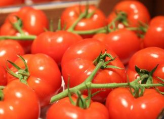 Tomates marocaines. La France achète, réexporte et en profite pleinement