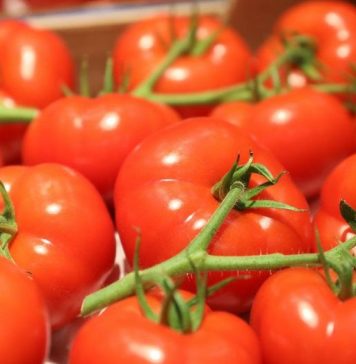 Tomates marocaines: la Norvège enregistre un record d’importations depuis le Royaume Tomates marocaines. La France achète, réexporte et en profite pleinement