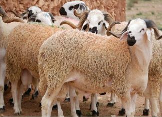Aïd Al-Adha 2022 : l’offre en bétail dépasse la demande estimée
