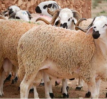 Aïd Al-Adha 2022 : l’offre en bétail dépasse la demande estimée