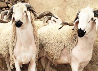 Aïd Al Adha : L’offre en ovins et caprins destinés à l’abattage est estimée à près de 8 millions de têtes