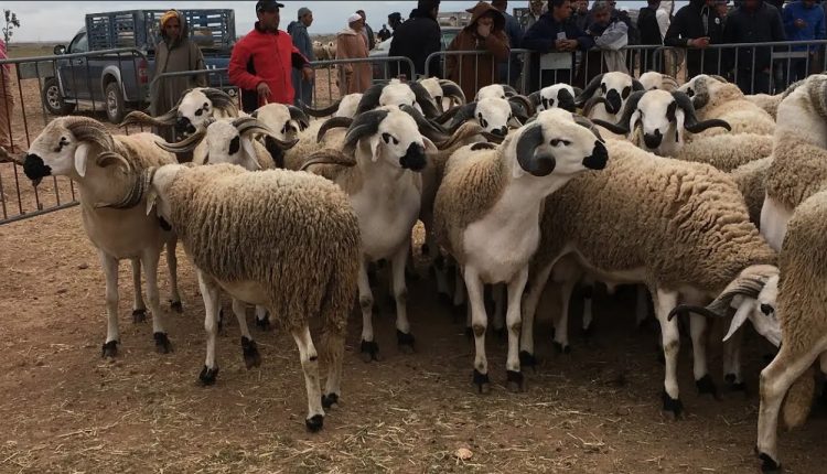 Aïd al-Adha au Maroc, le prix du mouton risque de battre tous les records