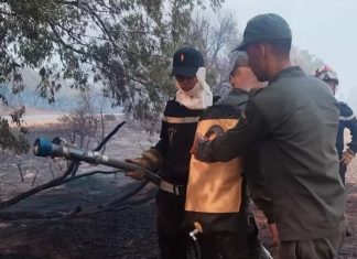 Feux de forêt à Larache, des hectares ravagés, 500 familles évacuées