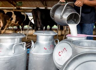 Le Maroc va lancer un programme de soutien à la chaîne de production du lait