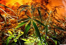 10 autorisations d’exercice dans le cannabis délivrées au Maroc