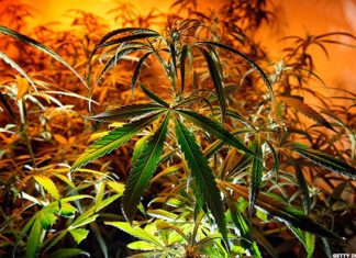 10 autorisations d’exercice dans le cannabis délivrées au Maroc