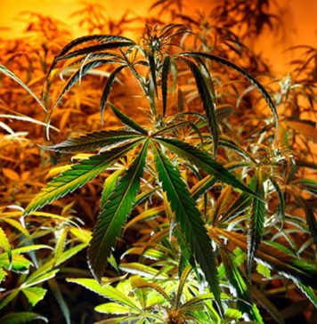 10 autorisations d’exercice dans le cannabis délivrées au Maroc