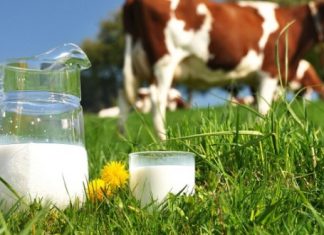 La filière « très active » du lait