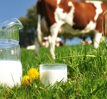 La filière « très active » du lait