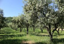 Une oliveraie de 120 hectares reprend vie à Marrakech