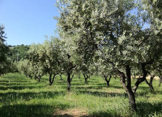 Une oliveraie de 120 hectares reprend vie à Marrakech